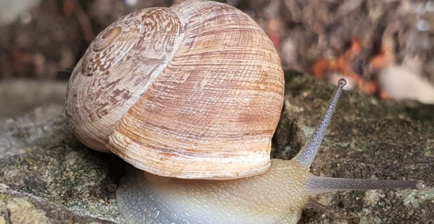 Come preparare le lumache per la paella