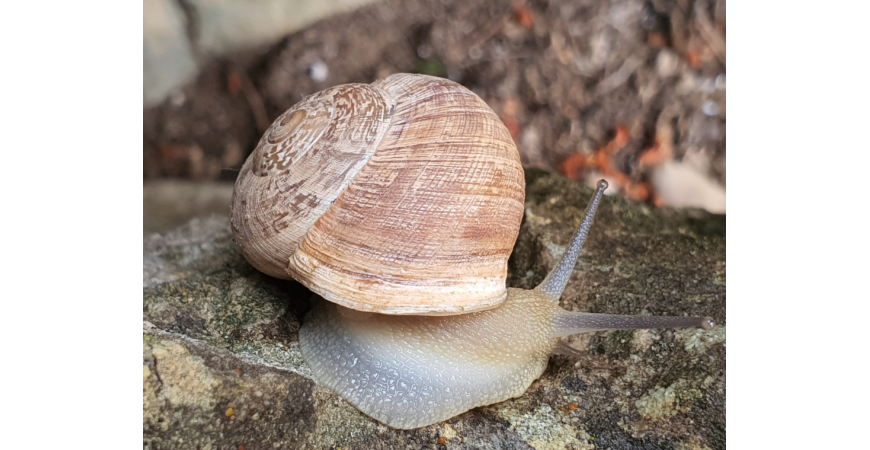 Come preparare le lumache per la paella