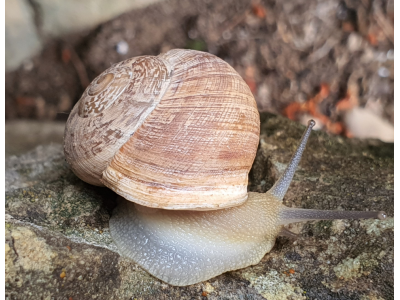 Come preparare le lumache per la paella